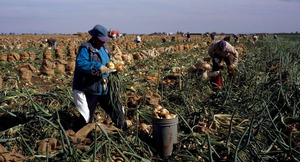 Field workers harvest onions under sunny skies in Imperial Valley, California. (Stock photo by picryl)